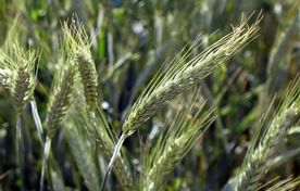 چند رقم اولویت‌دار بذر هیبریدی ثبت شد