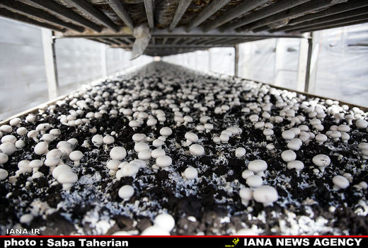 تولید 180هزار تن قارچ در سال جاری 