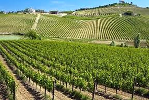 تاکداران شیروانی در اجرای طرح فراز، پیشتاز خراسان شمالی هستند 