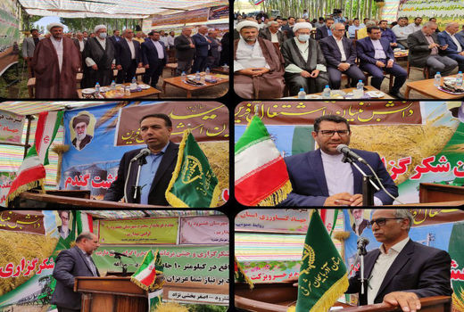 برداشت 120 هزار تن گندم از مزارع شهرستان هشترود