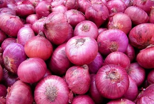 آغاز برداشت پیاز از مزارع شهرستان کازرون