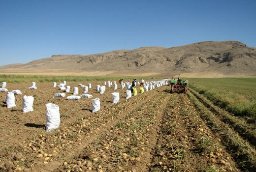 آغاز برداشت سیب‌زمینی از مزارع کشاورزی استان قزوین