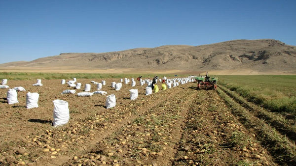 آغاز برداشت سیبزمینی از مزارع کشاورزی استان قزوین