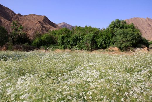 استقبال کشاورزان خور و بیابانک از کاشت زیره سیاه