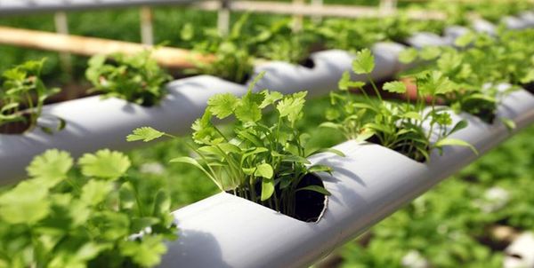 احیای ۲۲ طرح راکد با اشتغالزایی ۱۵۹ نفر در استان
