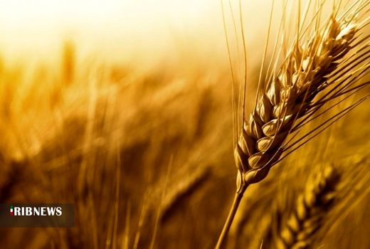 کردستان، رتبه دوم تولید گندم در کشور را دارد