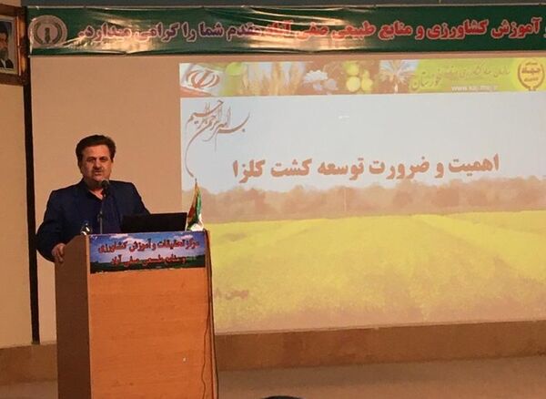 کشت کلزا ضامن پایداری تولید و کمک به امنیت غذایی