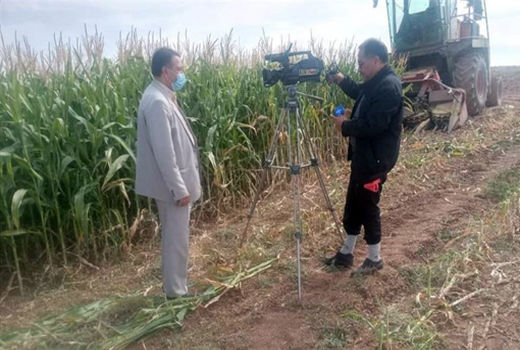  تولید 9600 تن ذرت علوفه ای در شهرستان هشترود