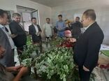محصولات اقتصادی و جدید کشاورزی در کهگیلویه و بویراحمد 