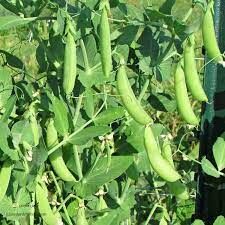 کاشت نخود فرنگی برای اولین بار در سروستان
