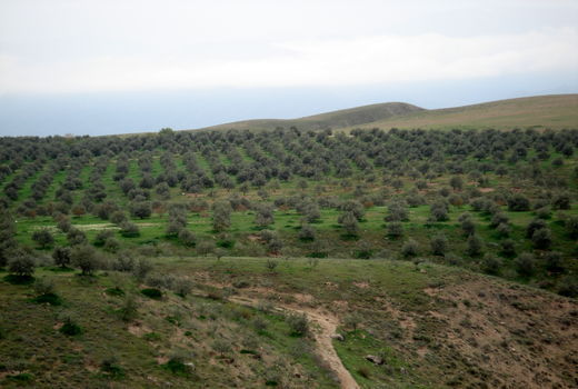 بهره‌وری آب و تولید محصول سالم از اولویت‌های ماست