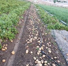 سیب زمینی مرودشت راهی بازار شد