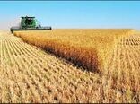 خیز جهاد کشاورزی برای جهش تولید در دیمزار‌ها