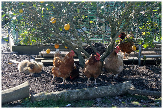 توسعه صنعت مرغداری زیر سایه درختان