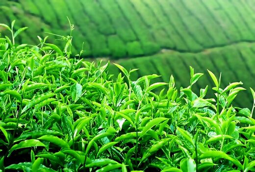آغاز برداشت چین سوم برگ سبز چای در استان‌های گیلان و مازندران