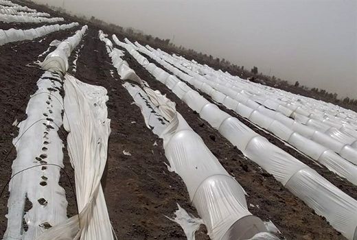 طوفان و تندباد ۲۳۵میلیارد تومان به بخش کشاورزی اصفهان خسارت وارد کرد