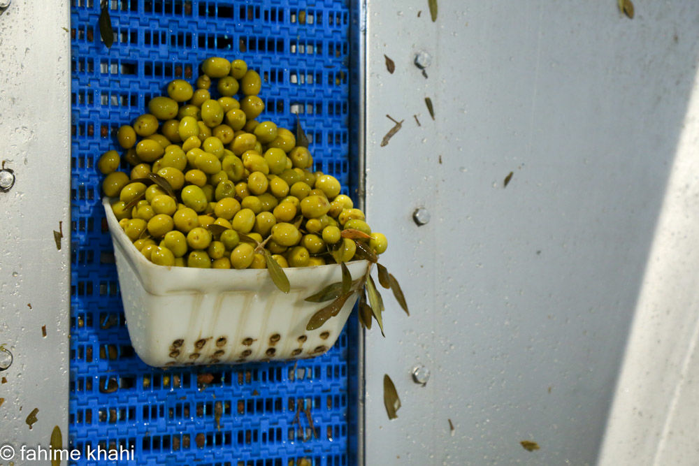 از لمس شاخه تا عصاره ی نور  