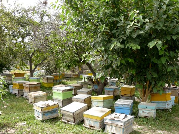 بیش از 85 تن عسل در سیستان و بلوچستان برداشت شد