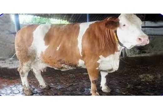 اجرای طرح تحقیقی پرورش گاو دومنظوره در بابل