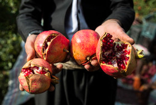 ۴۰ درصد باغات انار اردستان تغییر کشت داده‌اند