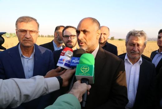 برداشت گندم در جنوب کشور آغاز شد