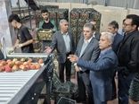سفر هیات بازرگانی کرمانشاه به آذربایجان‌غربی برای تأمین سیب شب عید