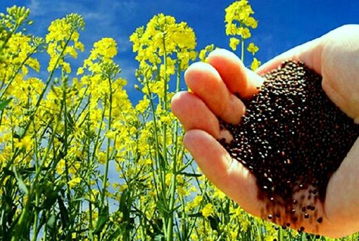 آغاز خرید تضمینی بیش از 1500 تن  دانه روغنی کلزا از مزارع  شهرستان نقده