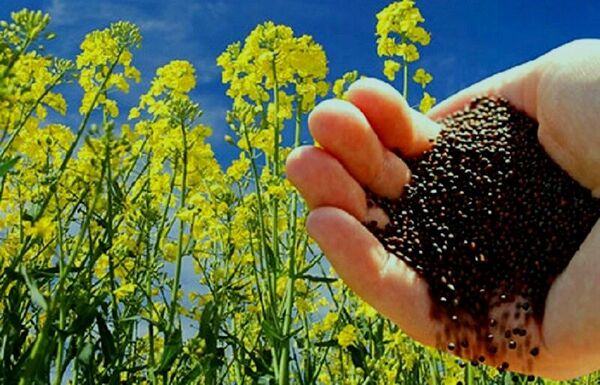 آغاز خرید تضمینی بیش از 1500 تن  دانه روغنی کلزا از مزارع  شهرستان نقده