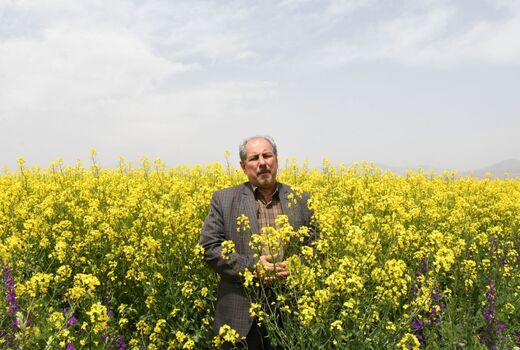 برگزاری مراسم روز مزرعه کلزا با محوریت انتقال یافته های تحقیقاتی در روستای سرای شهرستان هریس