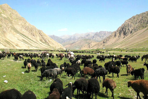 صادرات دام زنده همچنان ممنوع است