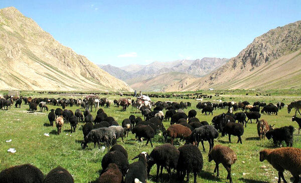 اخراج 4 هزار واحد دامی مازاد بر ظرفیت چرا از مراتع لار