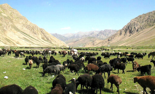 اخراج 4 هزار واحد دامی مازاد بر ظرفیت چرا از مراتع لار