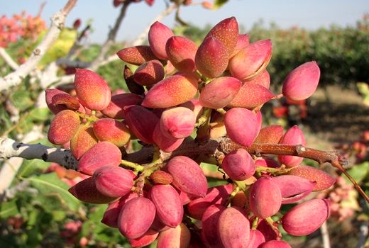 کار برداشت پسته از باغات شهرستان میامی آغاز شد