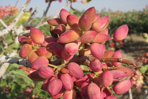 کار برداشت پسته از باغات شهرستان میامی آغاز شد