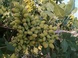 استفاده درست از ریز مغذی‌ها عملکردباغات را بهبود می‌بخشد