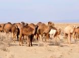 ارسال سالانه ۵ هزار شتر از نهبندان به سایر مناطق کشور