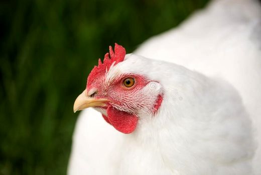 اعلام آمادگی اداره کل پشتیبانی امور دام برای خرید مرغ مازاد در استان گیلان