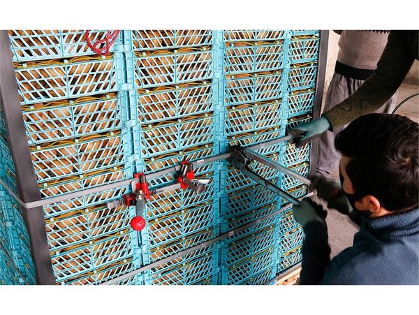 صادرات 700 تن کیوی از نوشهر به خارج کشور