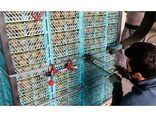 صادرات 700 تن کیوی از نوشهر به خارج کشور