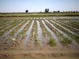سیل ۳۵ میلیارد ریال به کشاورزان و دامداران جاجرمی خسارت زد