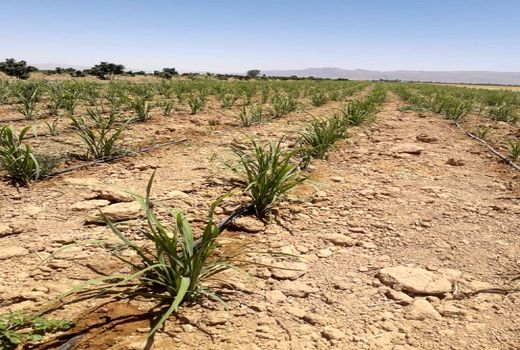 آغاز برداشت چین اول علف لیمو در خرامه