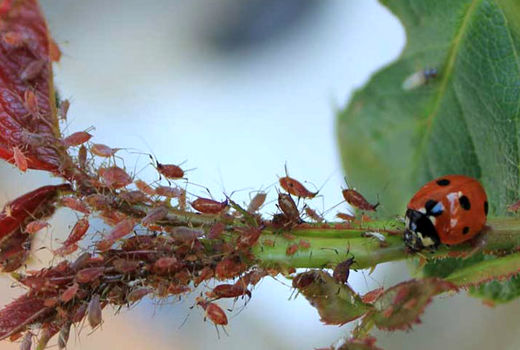 افزایش دما و افزایش آفت/ لزوم اقدام فوری برای حفظ مزارع