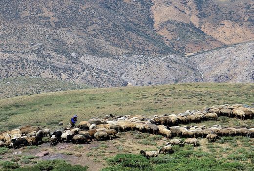 ۱۶ درصد دام‌های عشایر اصفهان بیمه هستند