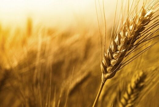 برداشت خوشه‌های زر از مزارع قدس به پایان رسید