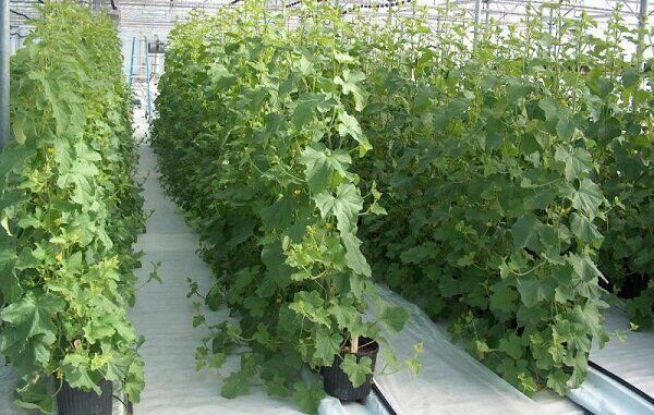 افزایش سطح زیر کشت محصولات گلخانه‌ای در ابرکوه