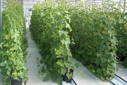افزایش سطح زیر کشت محصولات گلخانه‌ای در ابرکوه