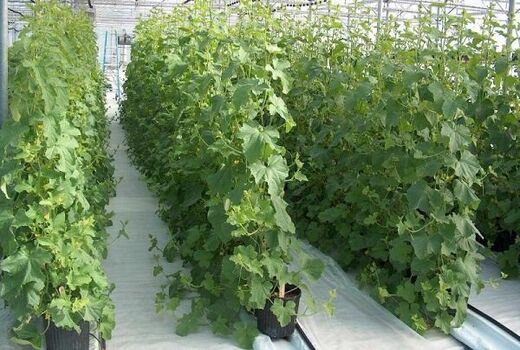 افزایش سطح زیر کشت محصولات گلخانه‌ای در ابرکوه