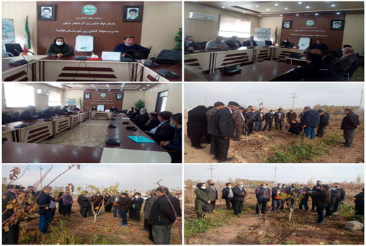 برگزاری دوره مهارتی سه روزه مدیریت باغات درختان میوه هسته دار در جلفا