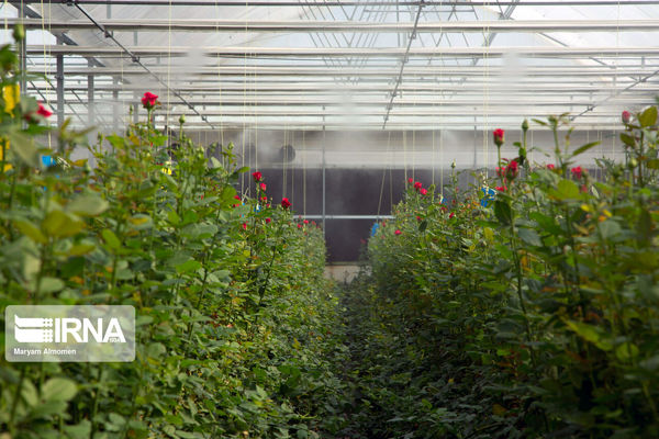 ۱۰ گلخانه کوچک مقیاس در کردستان به بهره‌برداری رسید