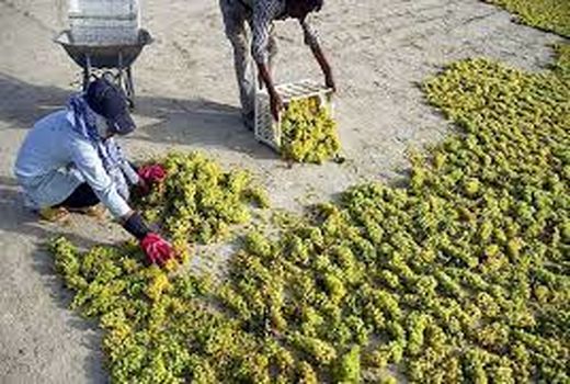 یکی از نیازهای اساسی خراسان شمالی وجود واحدهای فرآوری انگور است